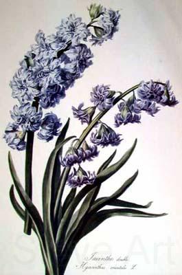 Cornelis van Spaendonck Prints Hyacinth